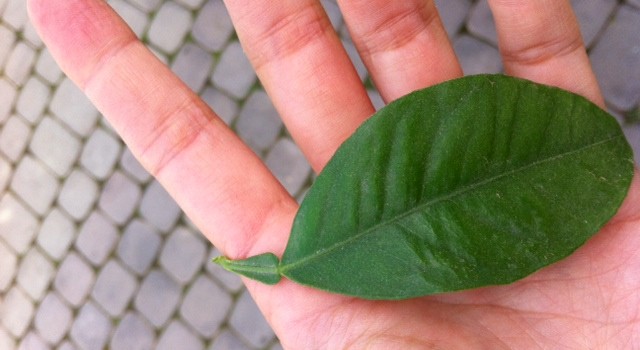 Dietitian UK: Bitter Orange Leaf