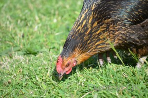 Dietitian UK: Chickens