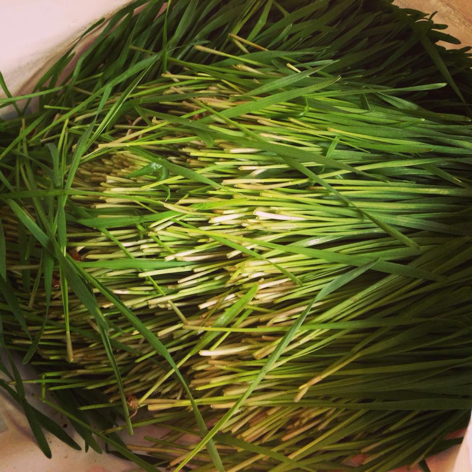 WheatGrass: The Grass is always Greener … or is it?